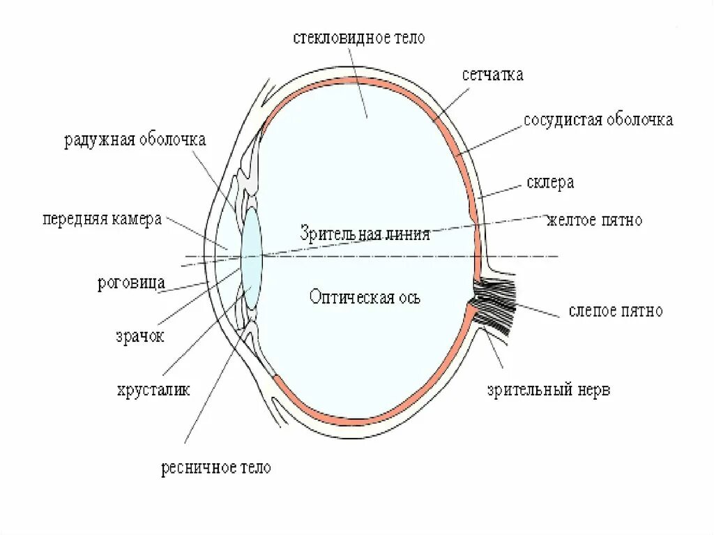 Радужка глаза строение. Радужка глаза строение глаза. Строение Радужки глаза схема. Строение глаза зрачок радужка. Склера сетчатка слепое