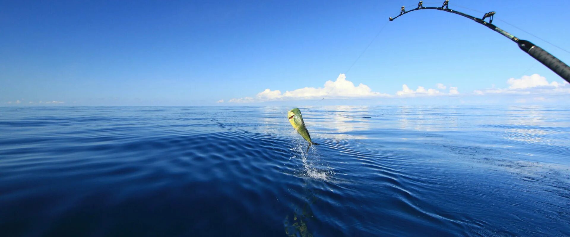 над седой равниной моря гордо реет буревестник. лучник юмор. деревня стрелы. море ловит стрелы. морская рыбалка сочи.