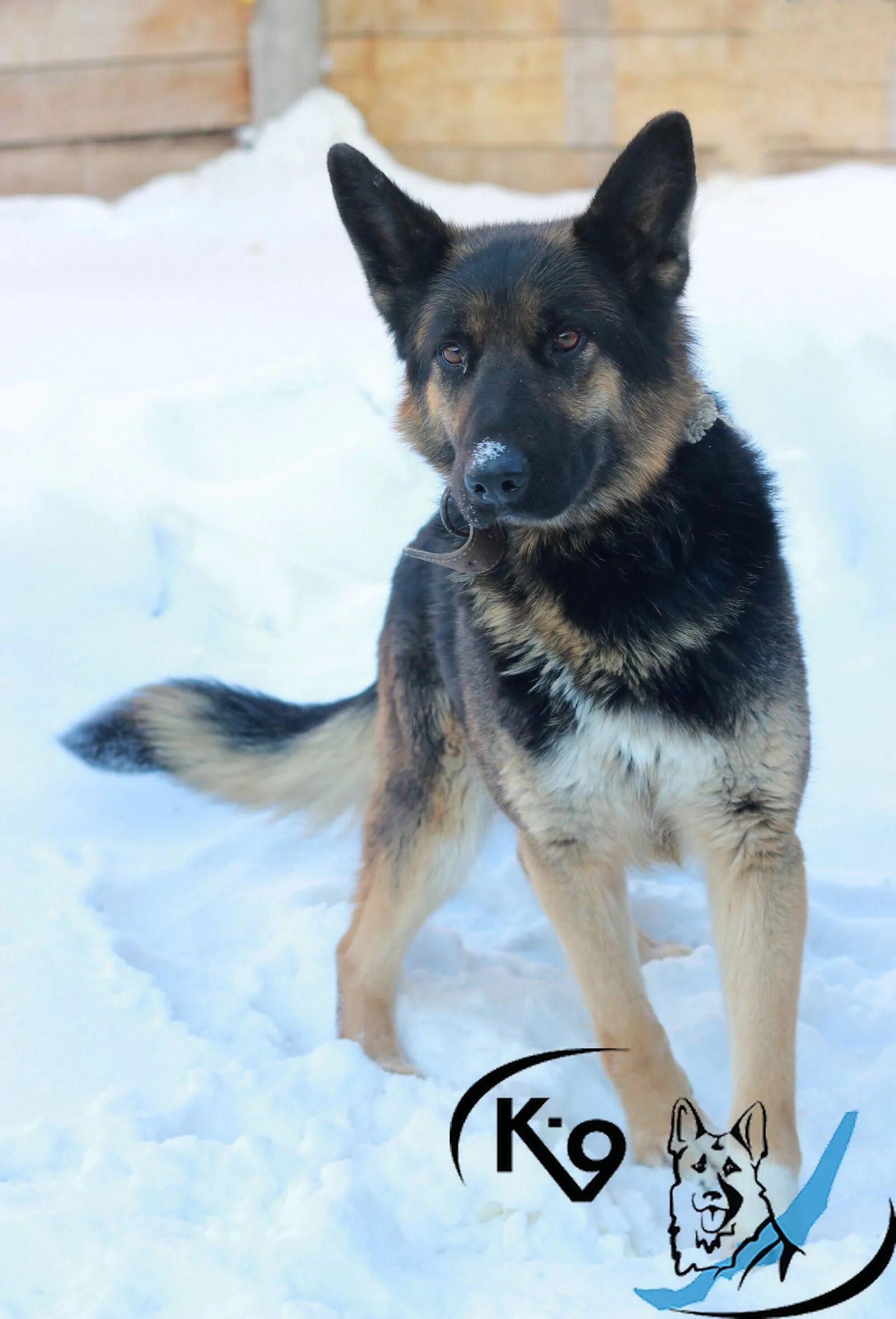 московская овчарка. щенки помесь немецкой овчарки. метис восточно европейской овчарки. щенок 1,5 мес метис немецкой овчарки. метис немецкой овчарки.