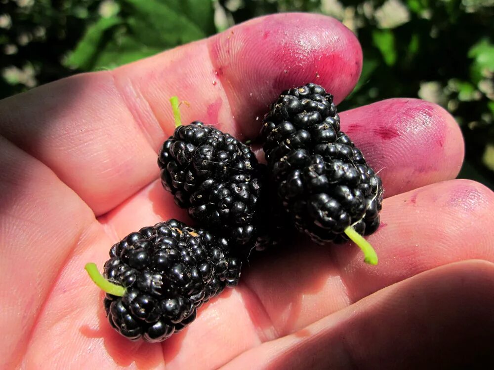 и тут как в жизни безголовые ценятся дороже. K u k t u z. тутовник хартут. туткактут. K u k t u z.