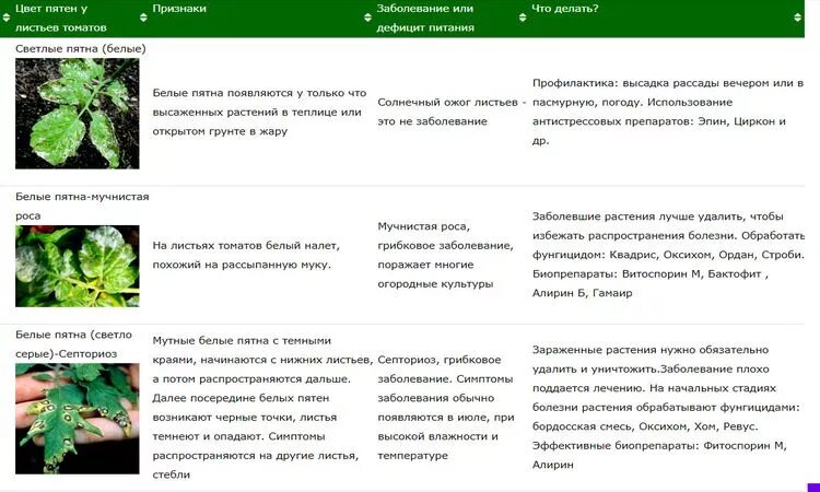 Таблица болезней рассады томатов. Болезни томатов листвы рассады. Томаты. Таблица болезни листьев. Вирусные болезни рассады томатов описание с фотографиями. Что не хватает рассаде помидор