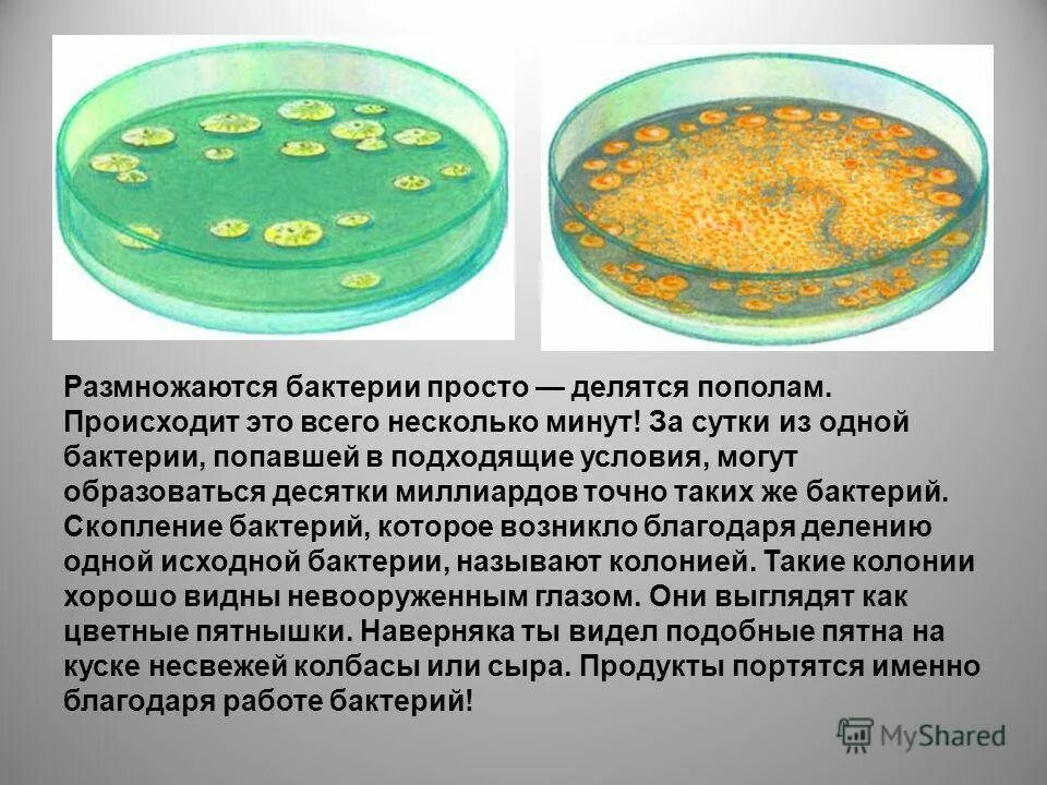 Как изменится количество живых клеток бактерий. Размножение микроорганизмов. Бактерии размножаются делением материнской клетки. Скопление бактерий. Условия существования бактерий.