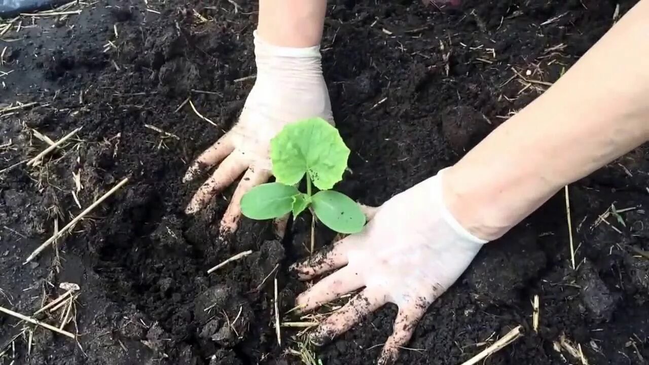 Высаживание рассады огурцов. Высадка рассады в открытый грунт. Посадка огурцов на рассаду. Высадка рассады огурцов в открытый грунт. Когда делать рассаду огурцы