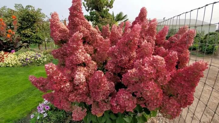 Пышно цветущие кусты. Красивые кусты. красивые кустарники для дачи. садовые цветущие кустарники. красивые кустарники цветущие всё лето.