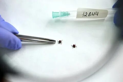 Укус энцефалит клеща ребенка