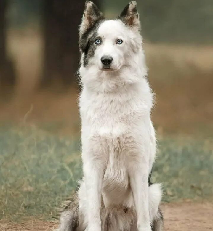 собаки в компьютерных играх. порода сиба шиба ину. симс 3 питомцы собаки. дог сим. родезийский риджбек.