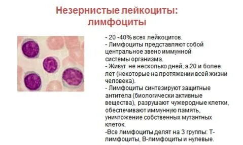 Лейкоциты в костном мозге