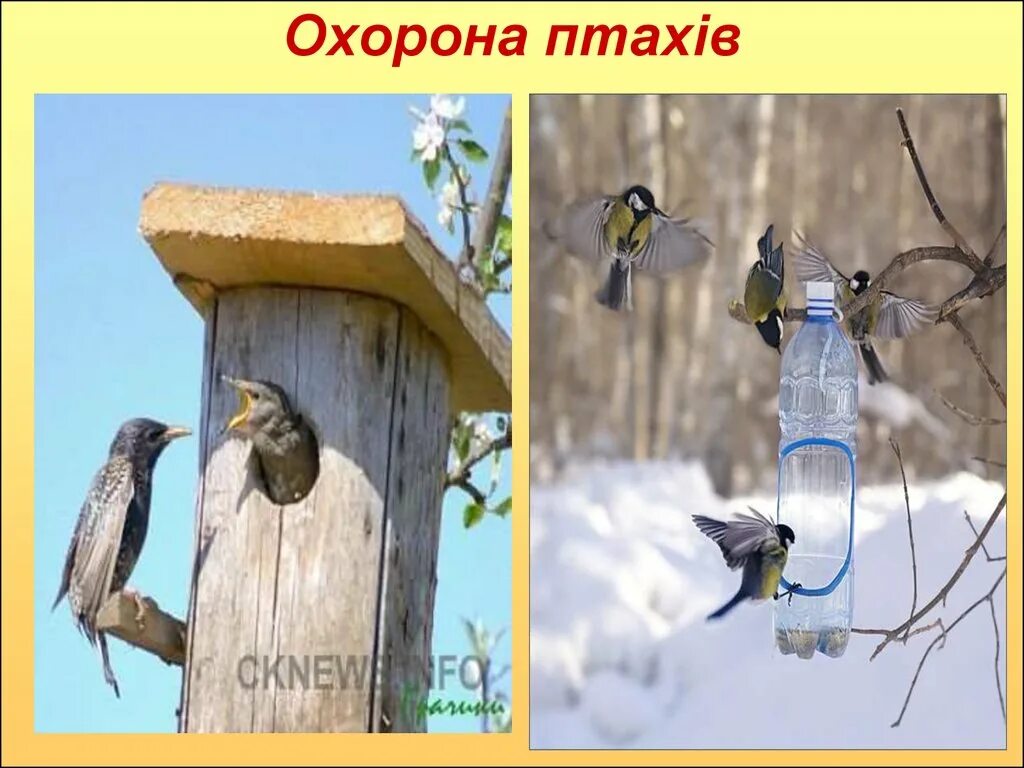 Охрана птиц. Охрана птиц в природе. Охорона птахів. Охрана птиц проект.