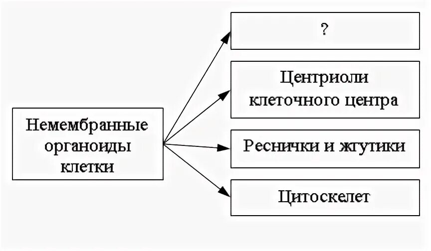 Рассмотрите предложенную схему классификации клеток