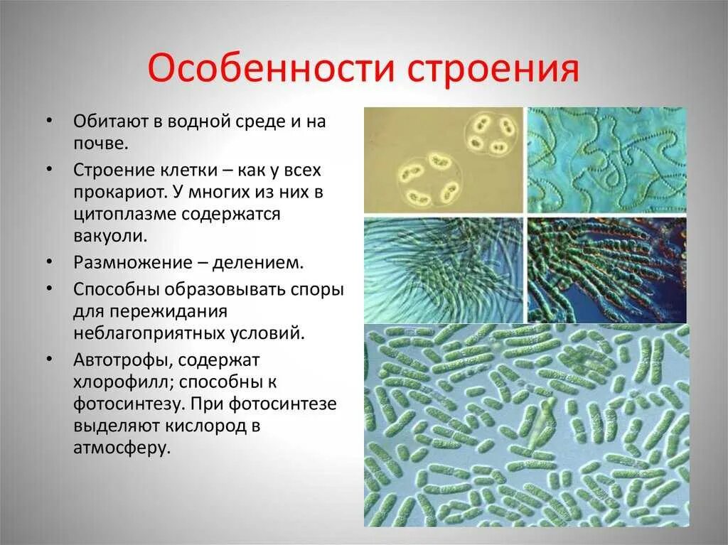 Водоросли это бактерии. Царство дробянки строение. цианобактерии дробянки. царство дробянки архебактерии. особенности строения.