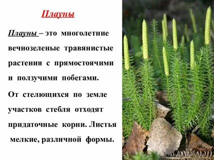 Листья папоротника хвоща и плауна