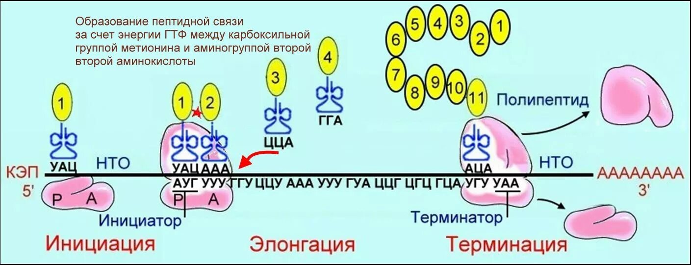 Пептидная связь в трансляции