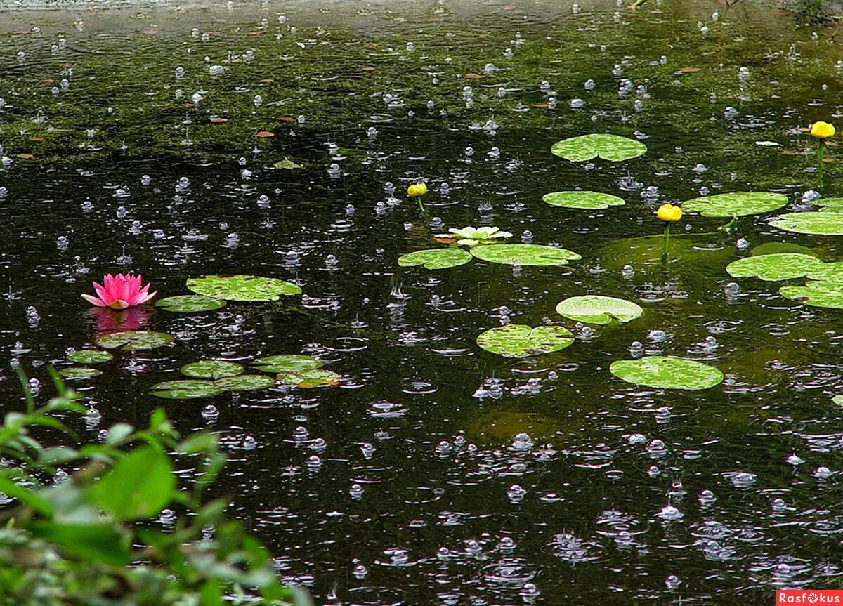 Спорый дождь. Природа дождь. Летний дождь. Дождь на озере. Лето дождь природа.