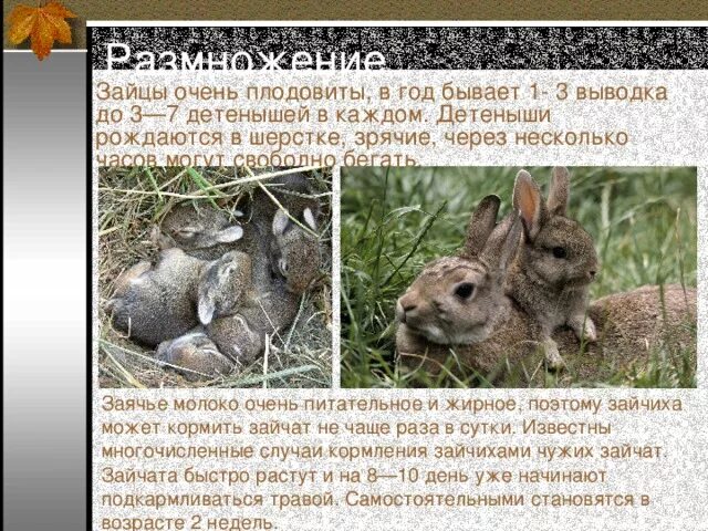 Детеныш рождается зрячим. Зайцы размножение. Развитие зайца. Размножение зайцеобразных. Какими рождаются Зайчата в природе.
