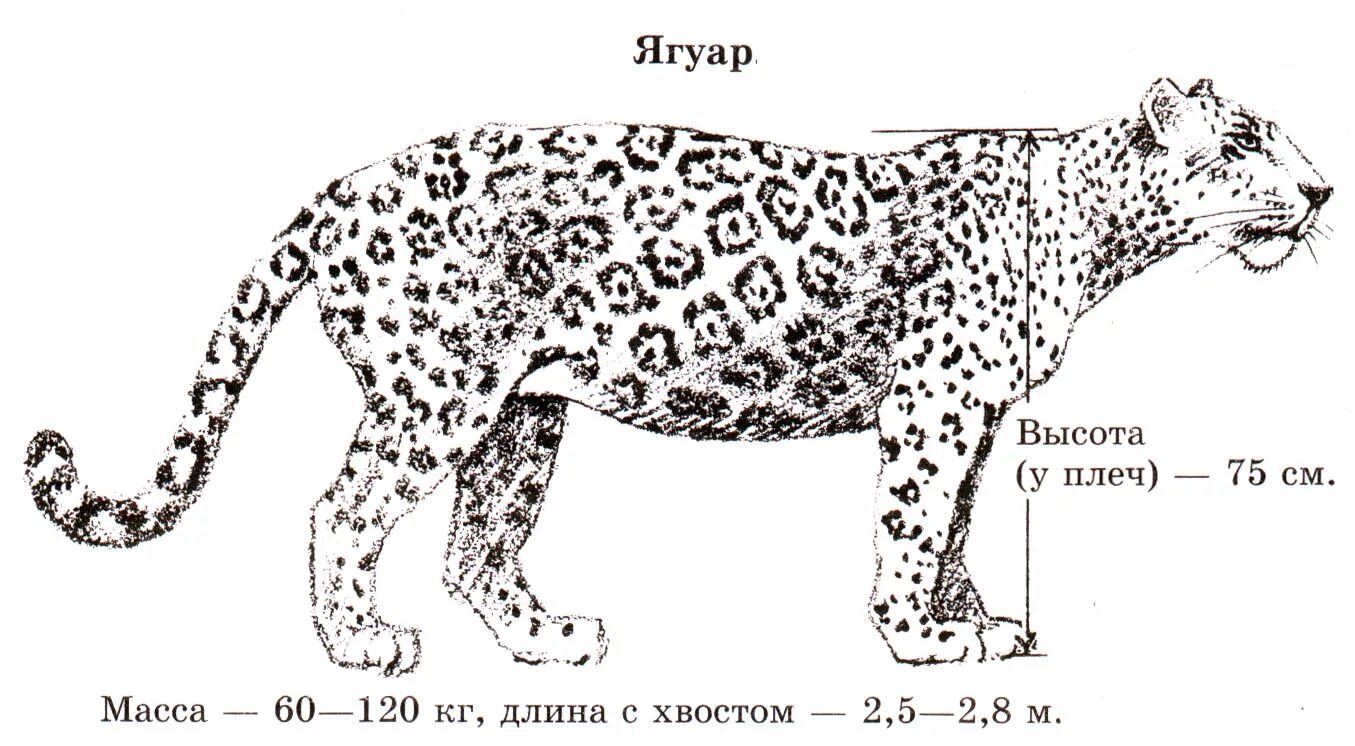 Гепард референс. Ягуар анатомия. Хищные млекопитающие характеристика. Строение и жизнедеятельность организмов. Строение хищных животных.