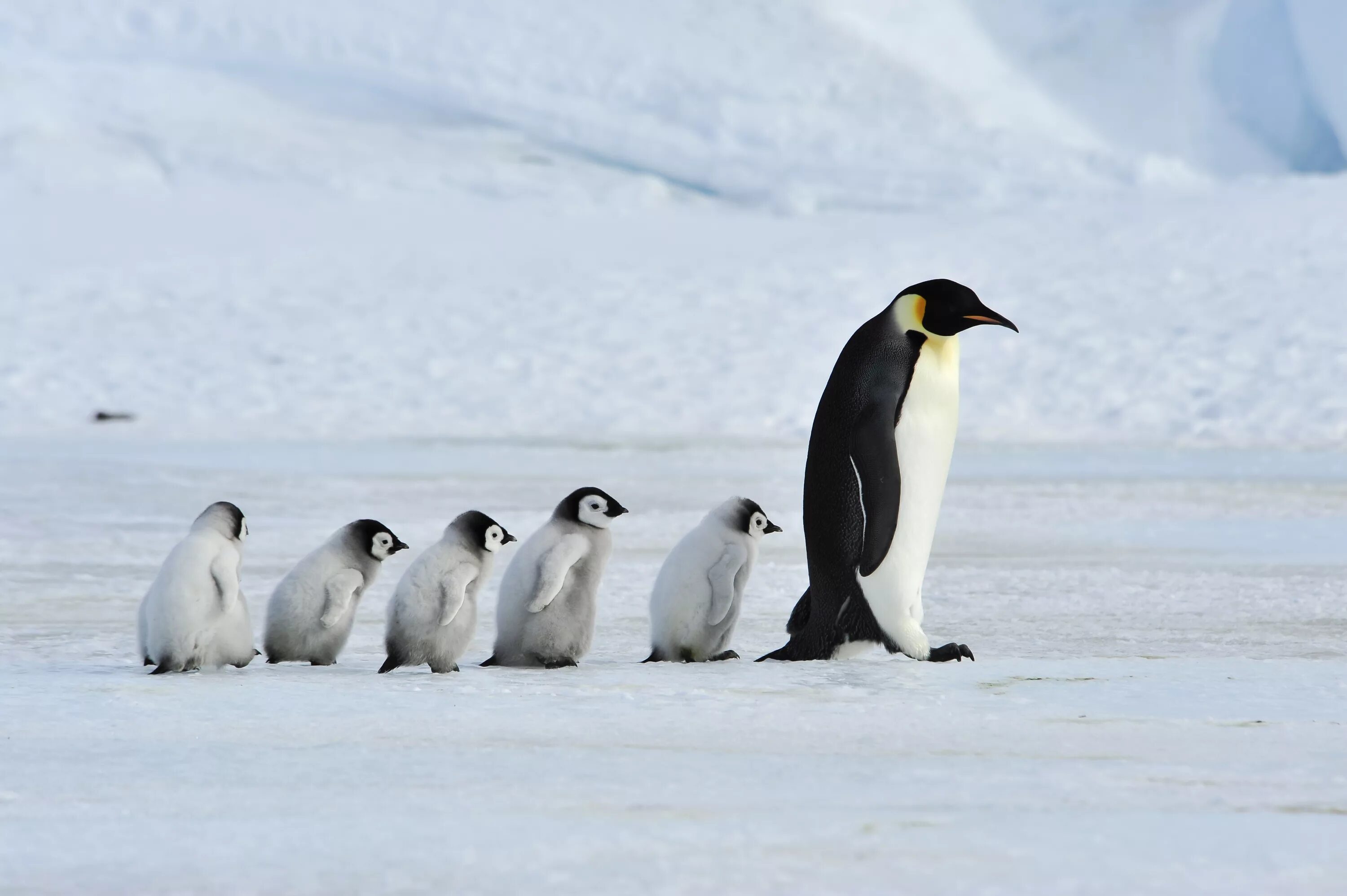 Птицы живущие в антарктиде. Императорский Пингвин в Антарктиде. Пингвины в Антарктиде. Животные Антарктиды Императорский Пингвин. Императорские пингвины в Антарктиде фото.