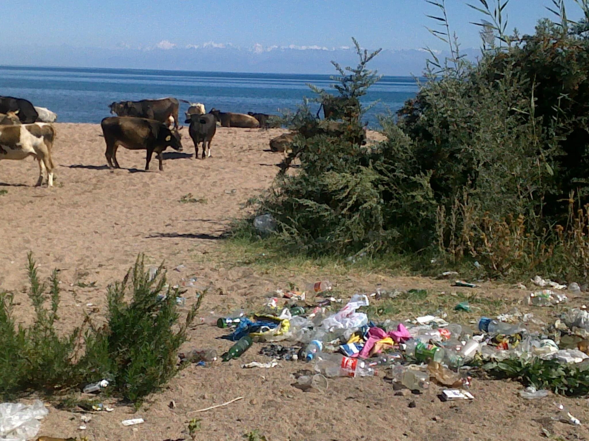 Куль проблема. Куль проблема. Загрязнение иссык куля. Кыргызстан мусор иссык куль. Загрязнение иссык куля.