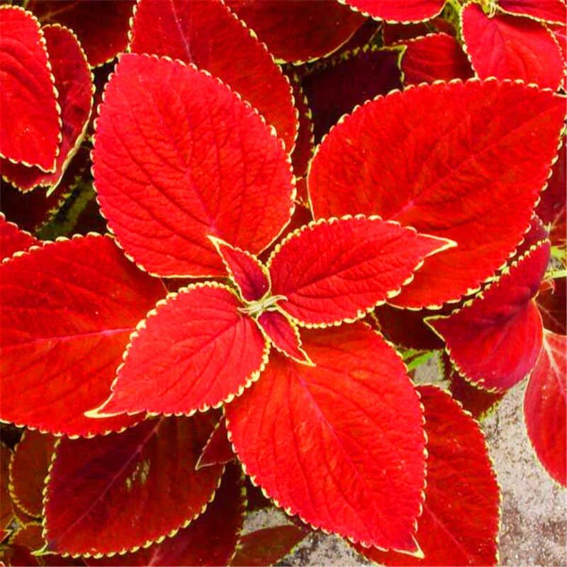 Купить s red. Колеус Ренельта Coleus rehneltianus. Колеус Red Coat. Колеус Блюма Визард вельвет ред. Колеус ред вельвет.