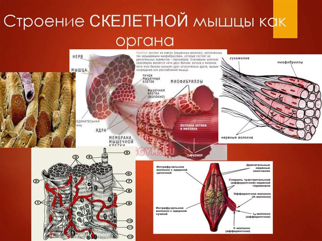 В состав мышцы входит. Строение скелетной мышцы анатомия. Строение скелетной мышечной ткани у животных. Скелетная мускулатура поперечное сечение. Строение скелетной мышцы вид сбоку.