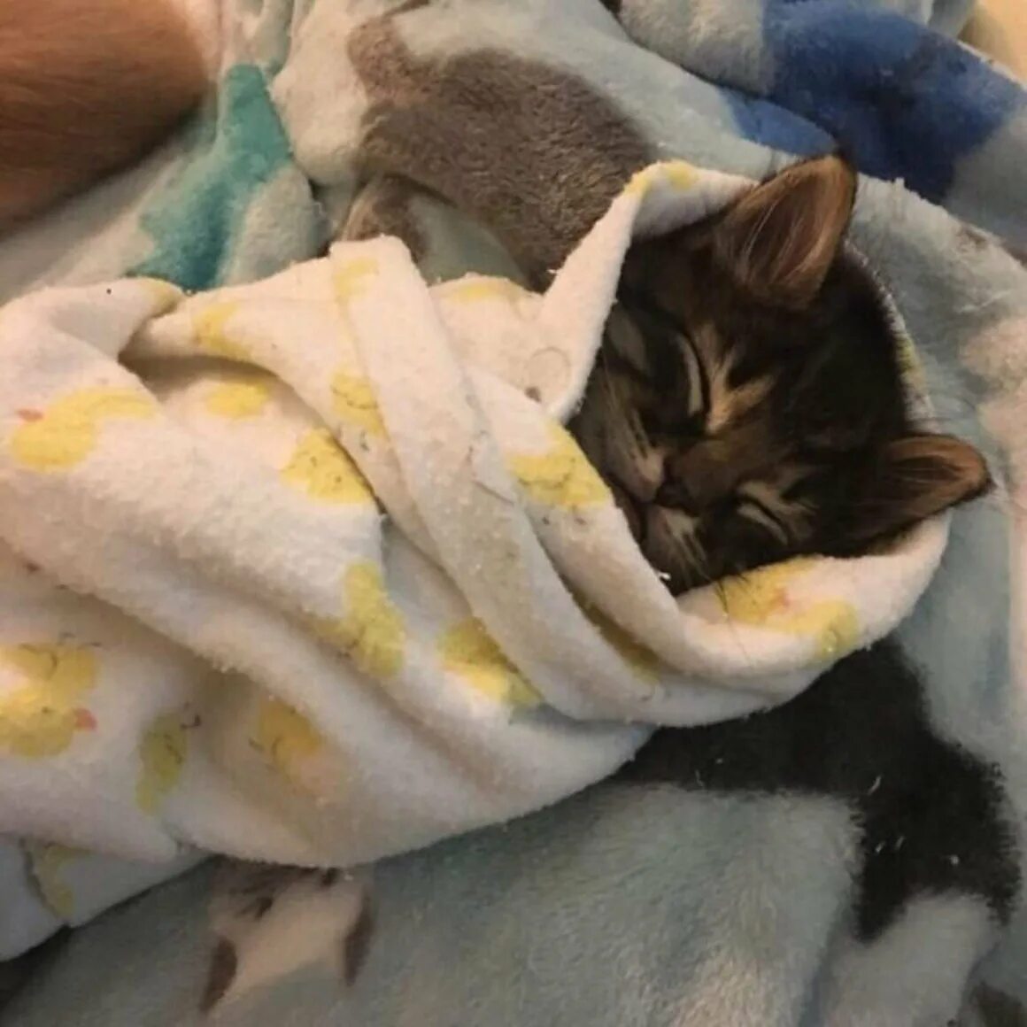 Кот в одеяле. Котенок в одеяле. котенок под одеялом. котик укутанный в одеяло. котенок спит под одеялом.