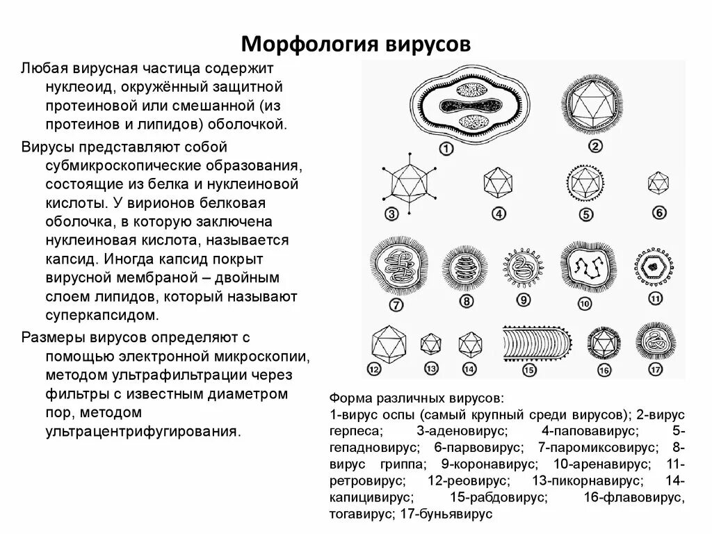 Основные свойства вирусов микробиология. Строение вирусов микробиология. Морфология микроорганизмов вирусы. Морфология вирусов микробиология. Характеристика строения вирусов