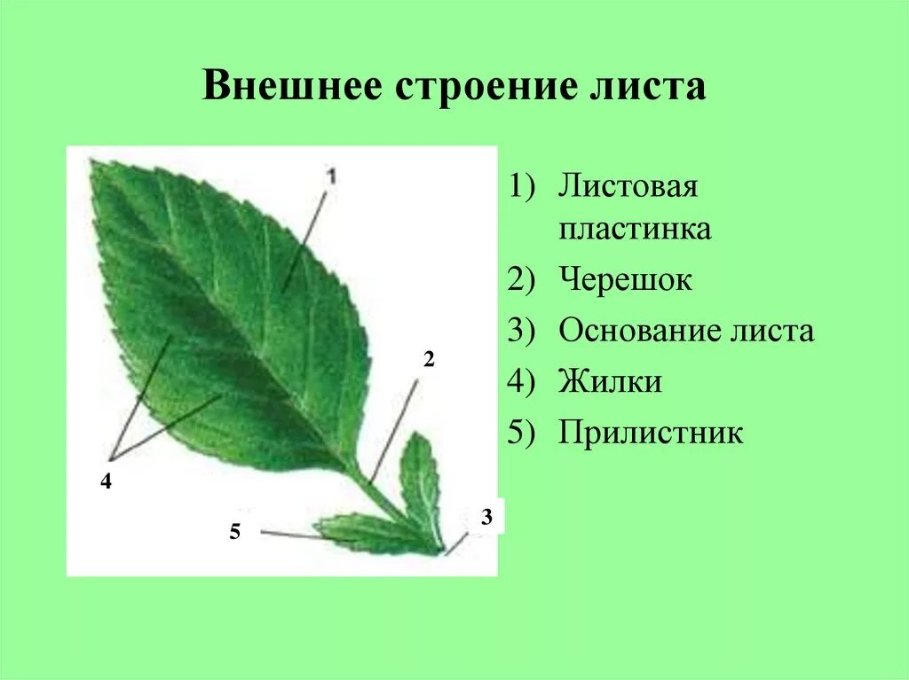 Основание черешок листовая пластинка у листа. Черешок жилка и листовая пластинка. Внешнее строение листа шиповника. Строение листа с прилистниками.