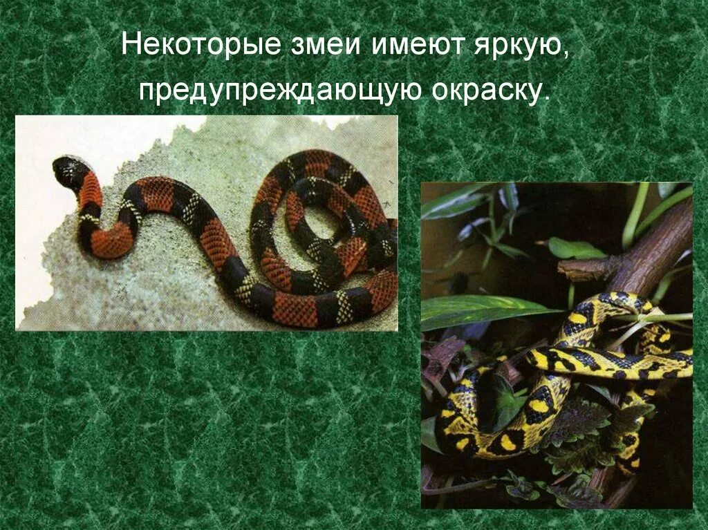 Предостерегающая окраска змеи. Отряд чешуйчатые. Предупреждающая окраска. Предупреждающая окраска рептилий.