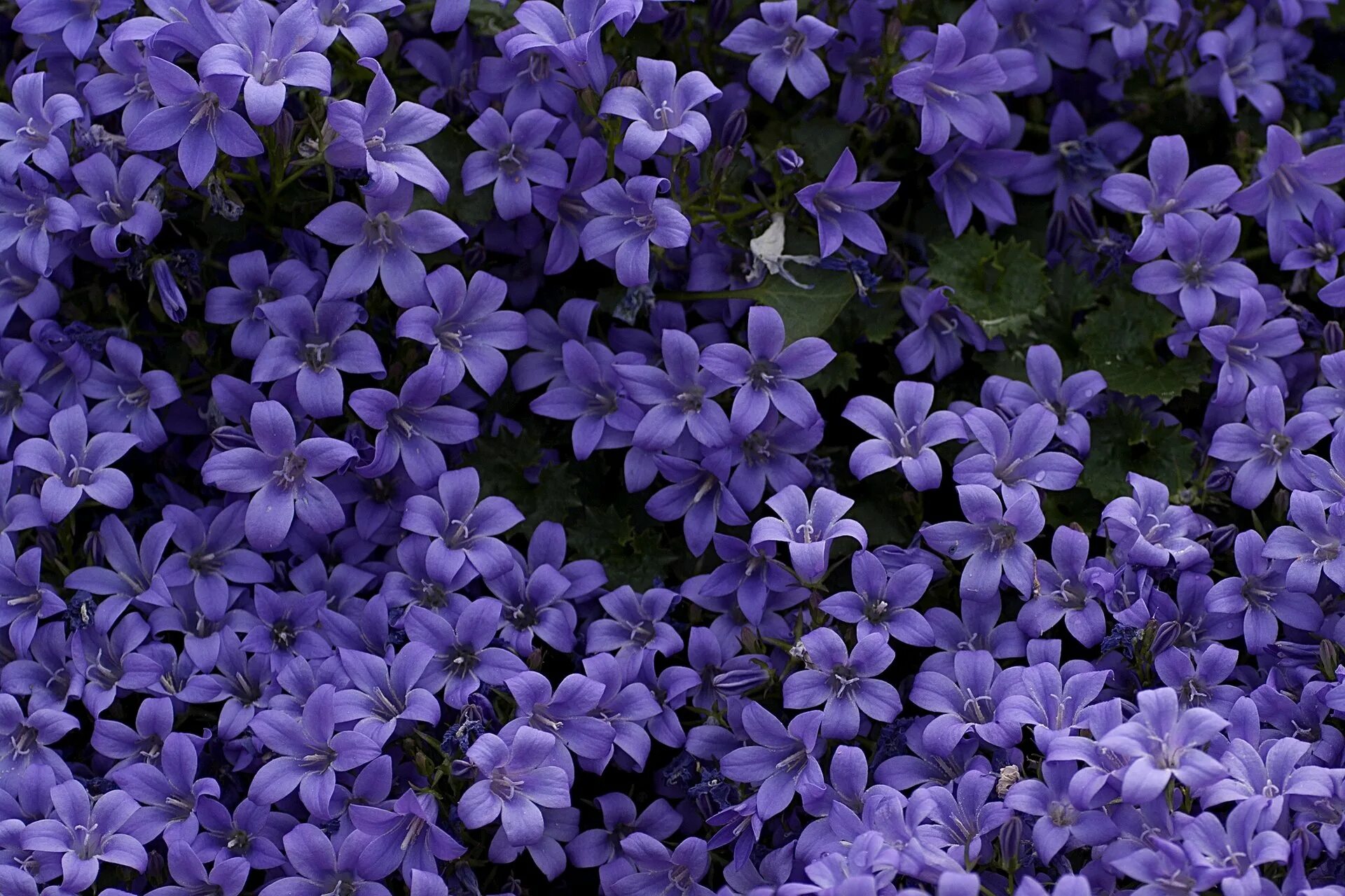 Колокольчик Кампана Lilac. Кампанула фиолетовая. Кампанула лиловая. Колокольчик Кампанула фон