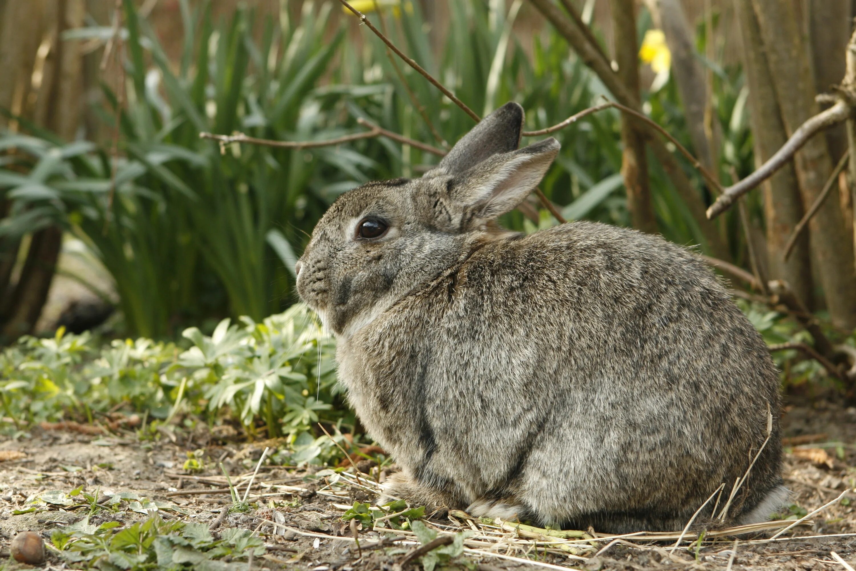 Animals rabbit. Иберийский заяц Португалия. Кустарниковый заяц. Зайцеобразные млекопитающие. Кролик домашний.