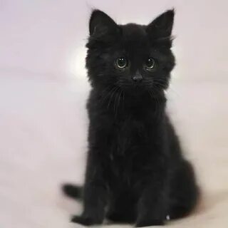 Кот скай