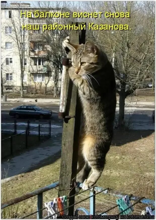 Кот приход