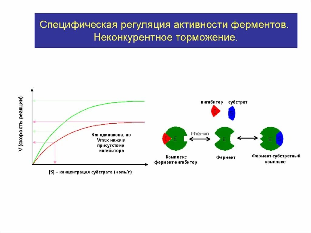 Регуляция активности ферментов схемы. Специфическая регуляция активности ферментов. Механизмы специфической регуляции активности ферментов. Структура фермента, регуляция активности ферментов.. Неспецифические ферменты