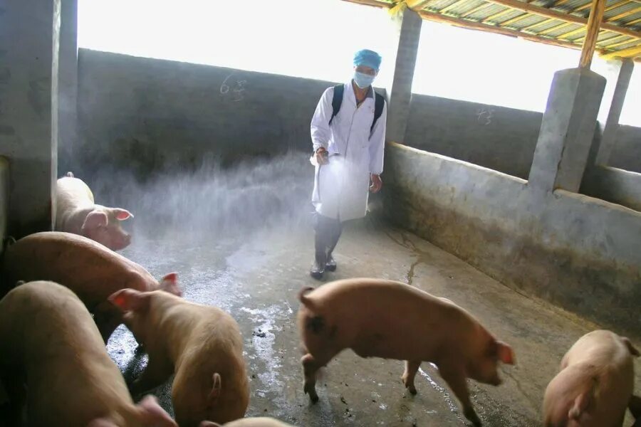 Грипп свиней эпизоотология. Свиной грипп. Свинья в медицинской маске. Грипп свиней. Грипп свиней.