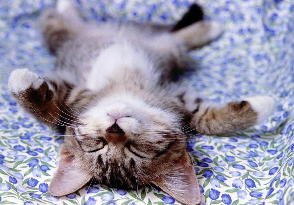 С приходом жены превращается в нагло валяющегося спокойно. Спящий кот. Мирно лежащий на диване муж с приходом жены. Спокойно лежала. Я девочка тихая скромная обидите тихо закопаю скромно отпраздную.