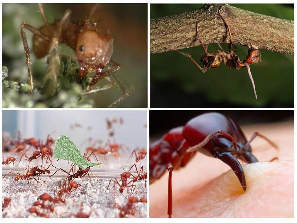 Муравьиный вид. Виды муравьев. Название муравьев. Муравьи разные виды. Разные муравьи.