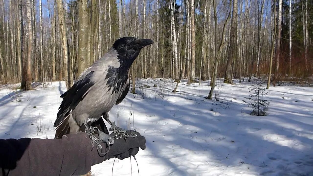 Серая ворона птица. Гнездо вороны и грача. Ворона в лесу. Серая ворона в лесу. Ворон в лесу.
