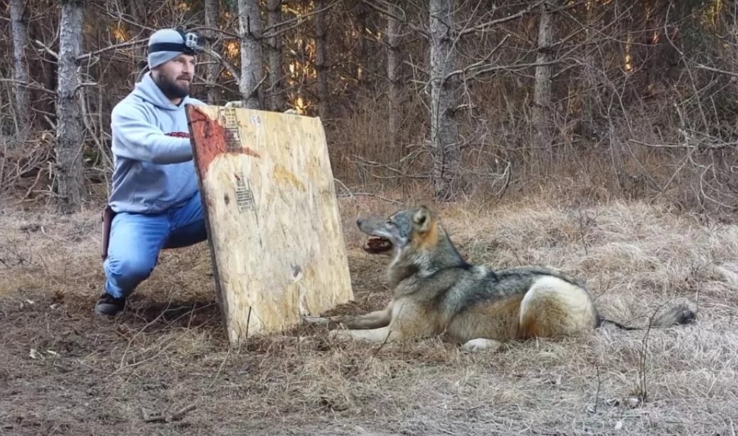 Догнал волка