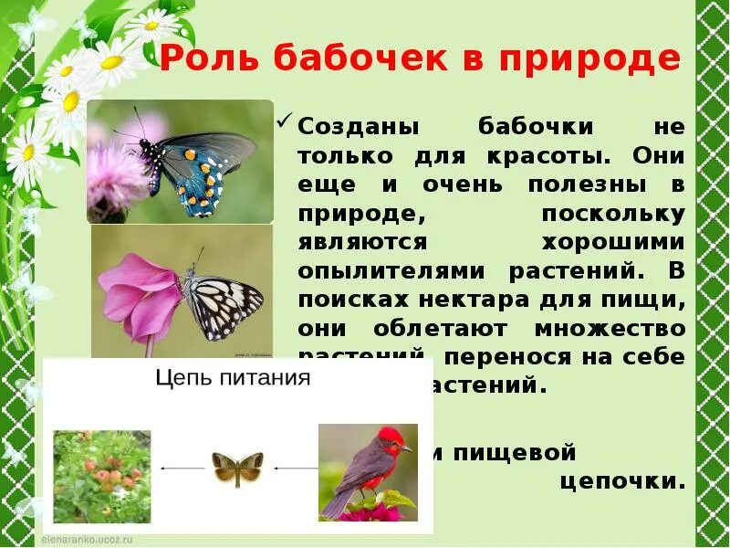 Роль бабочек в природе. Важность бабочек в природе. Бабочки и их роль в жизни человека. Роль бабочек в природе и жизни человека.