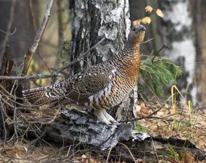 Как закончилась встреча с капалухой
