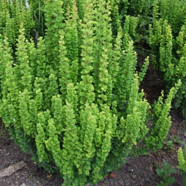 Berberis × thunbergii 'Erecta' - Барбарис тунберга "Эректа" - саженцы и крупноме