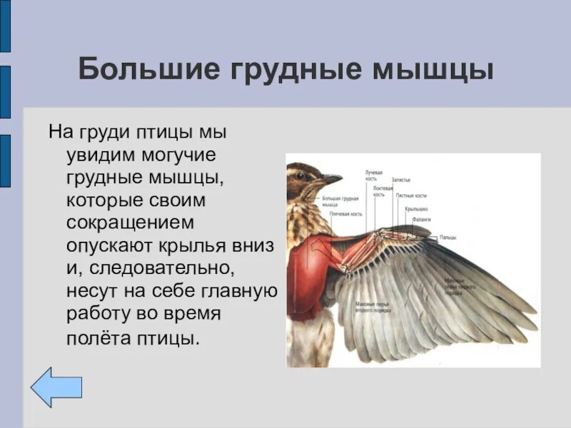 Опорно двигательная система птиц мускулатура. Грудные мышцы птиц. Мышцы птицы анатомия. Особенности строения мышц у птиц. Вырост грудины киль