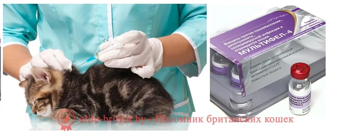 Нужна ли прививка домашней кошке. Вакцинация котят. Прививка котенку. Прививки для кошек. Вакцина для котят.