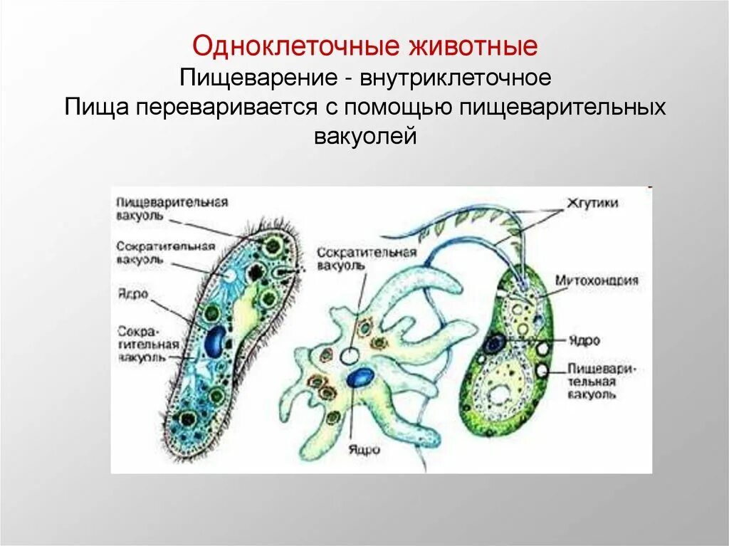 Эволюция развития пищеварительной системы у простейших. Пищеварительная система простейших 7 класс. Эволюция пищеварительной системы одноклеточных. Пищ система одноклеточных.