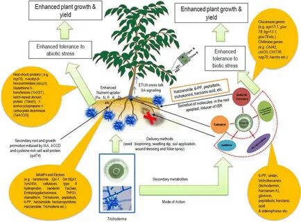 Plants control