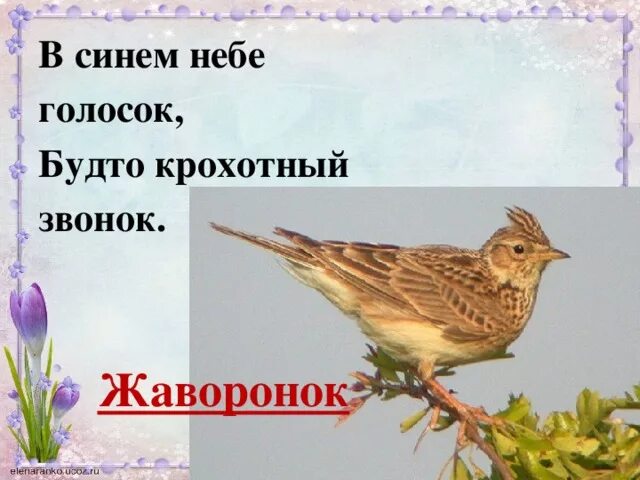 В синем небе крохотный голосок будто звонок. В синем небе голосок. В синем небе крохотный голосок будто звонок. Животные весной кроссворд. Загадка в небе синем голосок будто крохотный звонок.