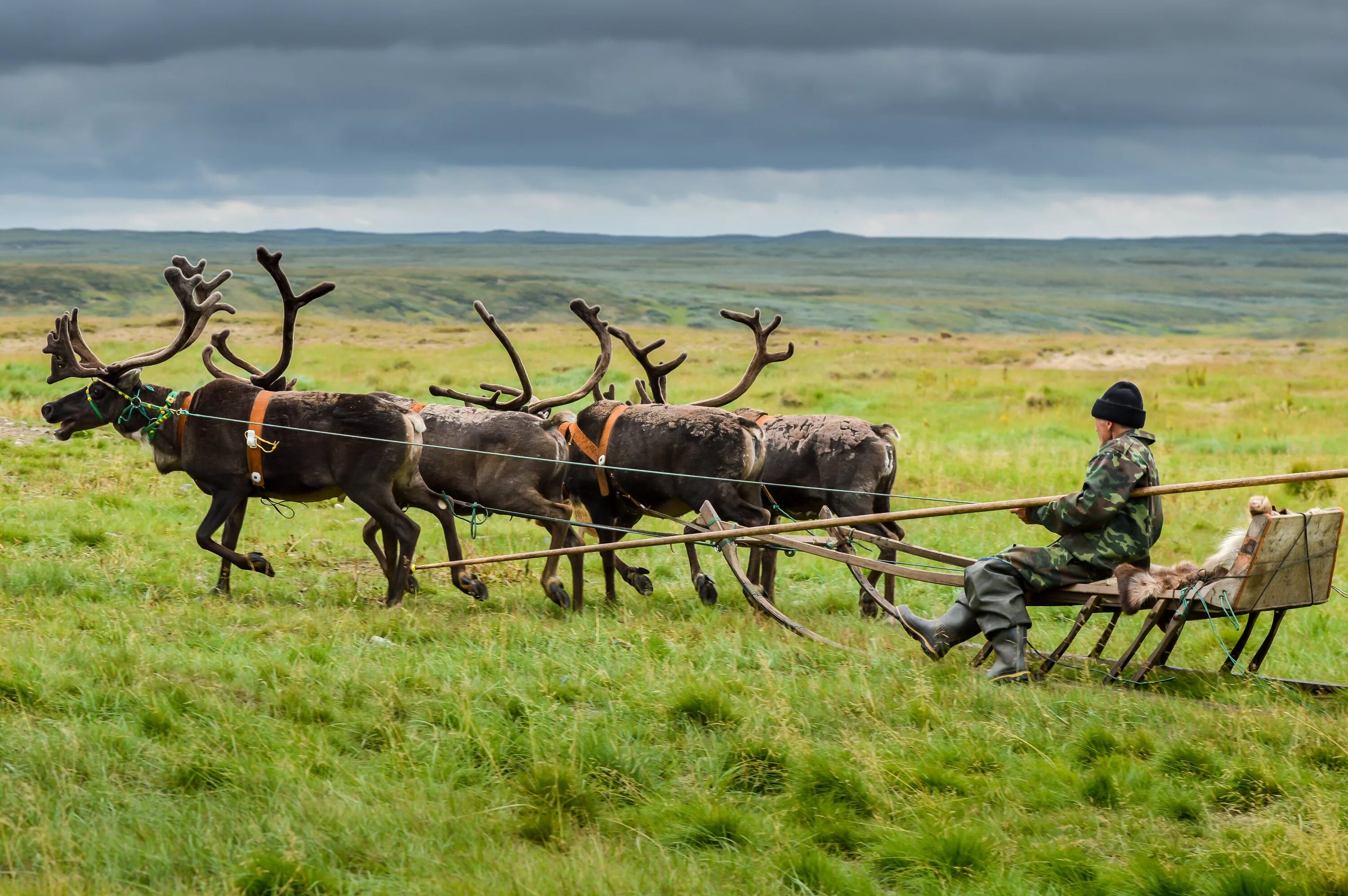 тундровые ненцы. саамы рыболовство и охота. деятельность человека в лесотундре. оленеводы севера в тундре. детелност челомвка в тундра.