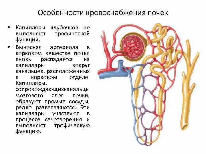 Почечные вены какая кровь. Строение почки клубочки канальцы. Функция капиллярного клубочка почек. Капиллярная сеть нефрона функция. Строение, кровоснабжение и функции почки.