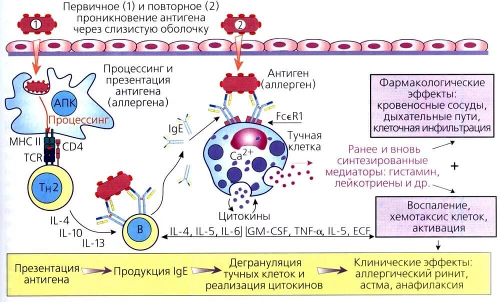 Бронхиальная астма (реакция гиперчувствительности 1 типа). Анафилактический Тип аллергических реакций схема. Аллергическая реакция первого типа патогенез. Схема развития аллергической реакции 1 типа.