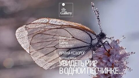Одинокий мотылëк