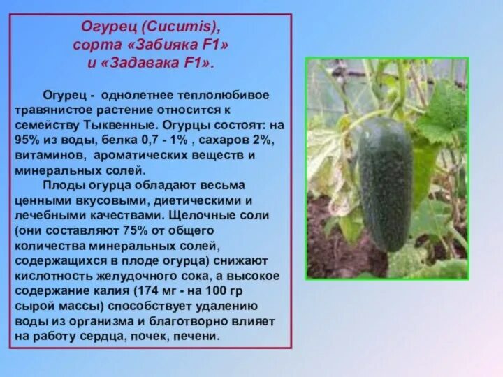 Огурцы относятся к группе культурных растений